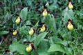 Cypripedium calceolus